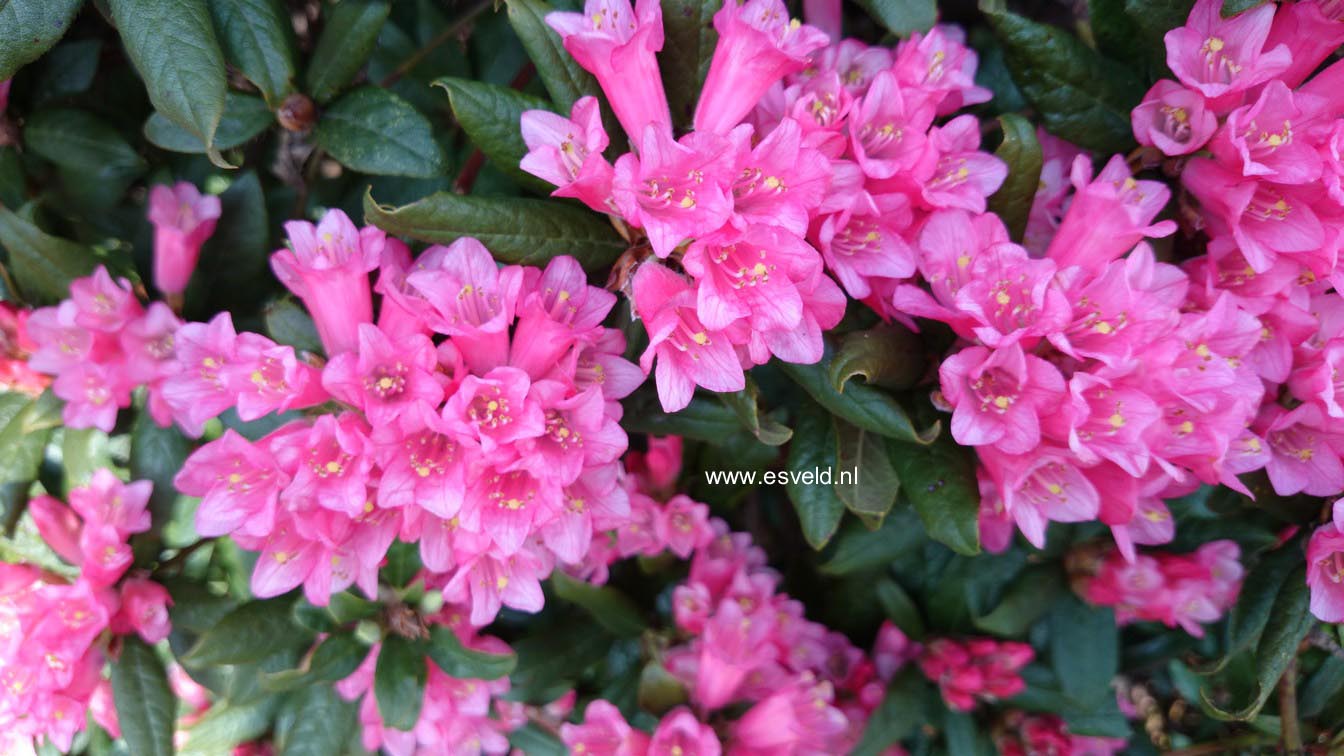 Rhododendron 'Razorbill'