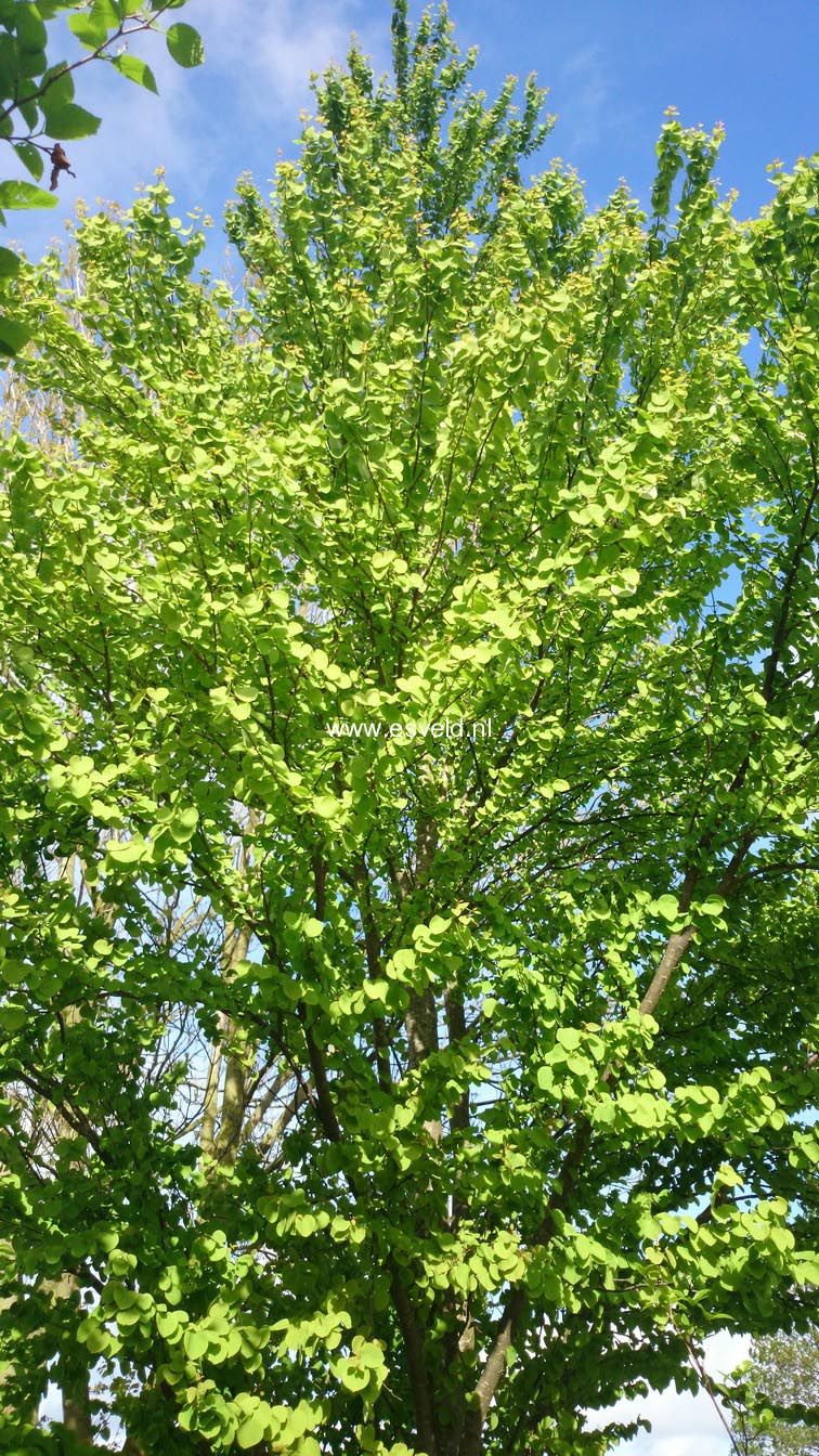 Cercidiphyllum japonicum