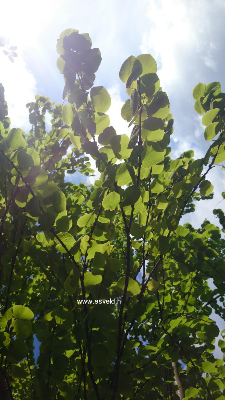 Cercidiphyllum japonicum