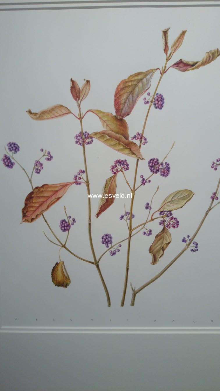 Callicarpa japonica