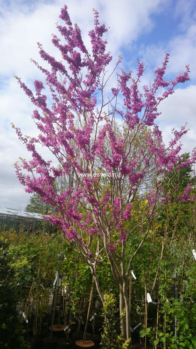 Cercis chinensis 'Avondale'