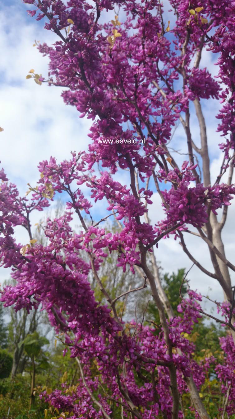 Cercis chinensis 'Avondale'