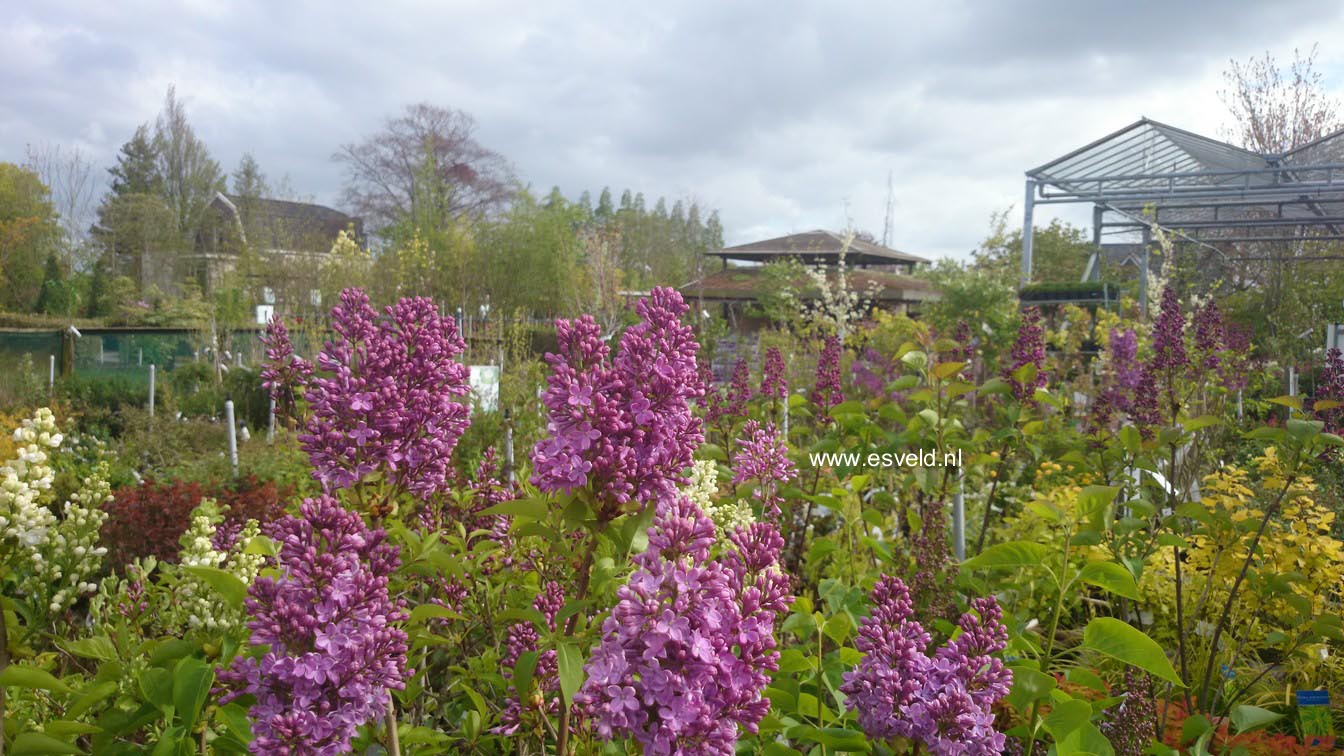 Syringa chinensis 'Amigo'