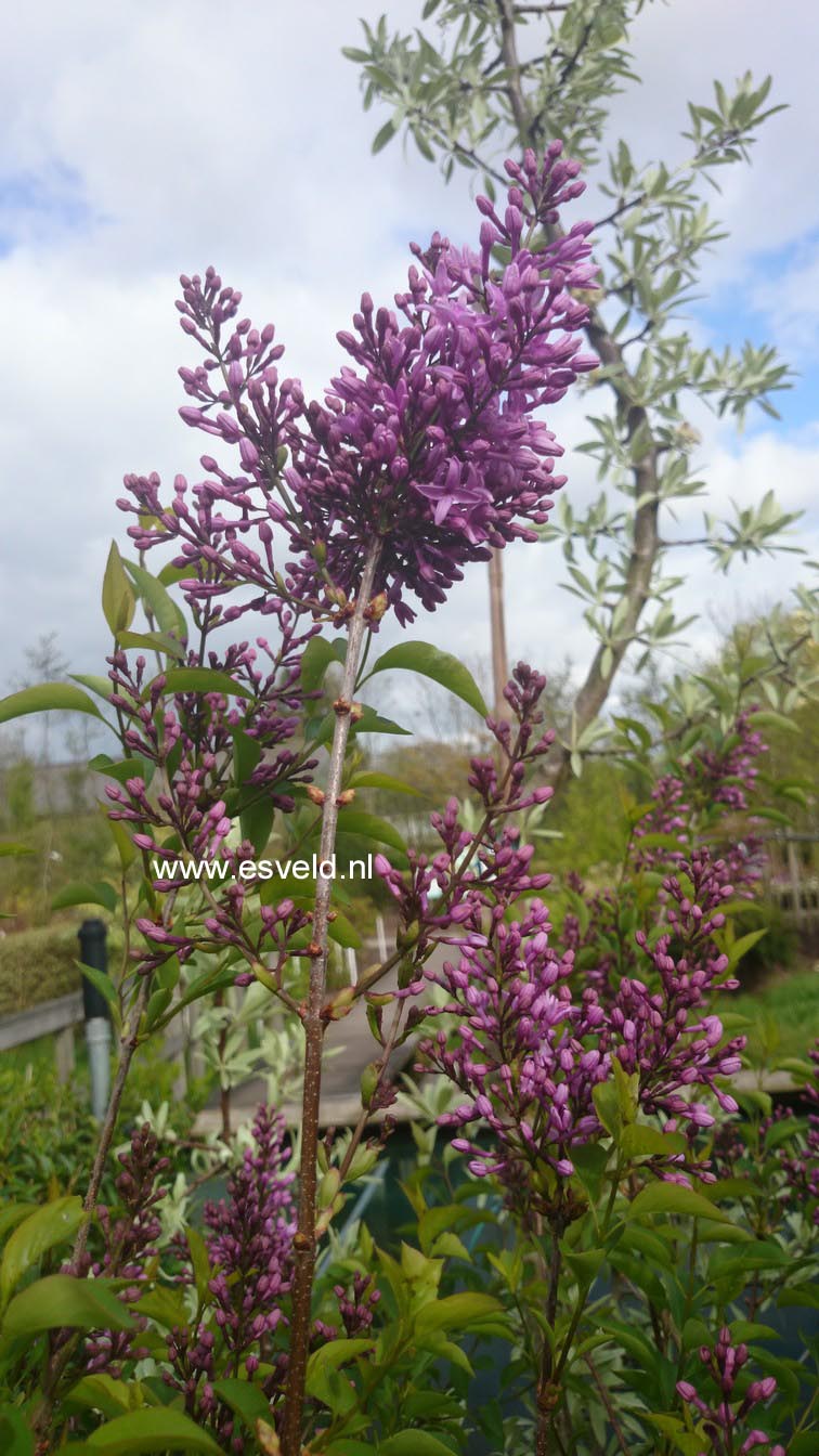 Syringa chinensis 'Amigo'