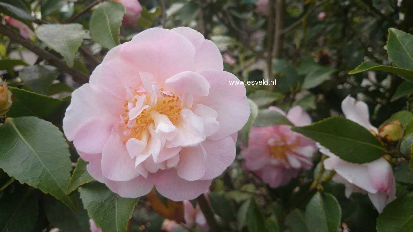 Picture and description of Camellia japonica 'High Fragrance'