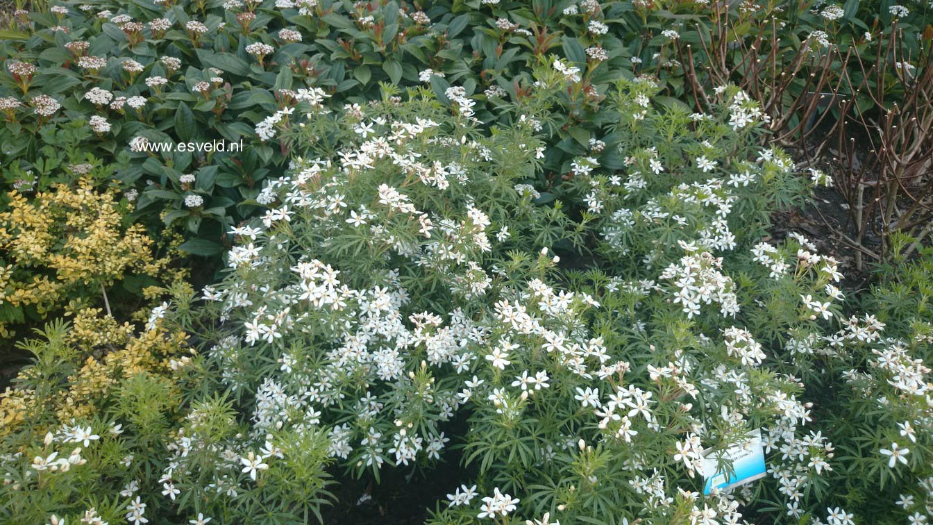 Choisya ternata 'Londaz' (WHITE DAZZLER)