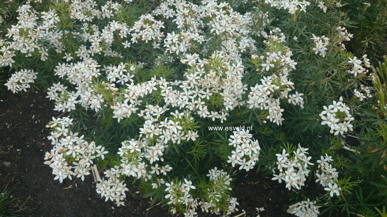 Choisya ternata 'Londaz' (WHITE DAZZLER)