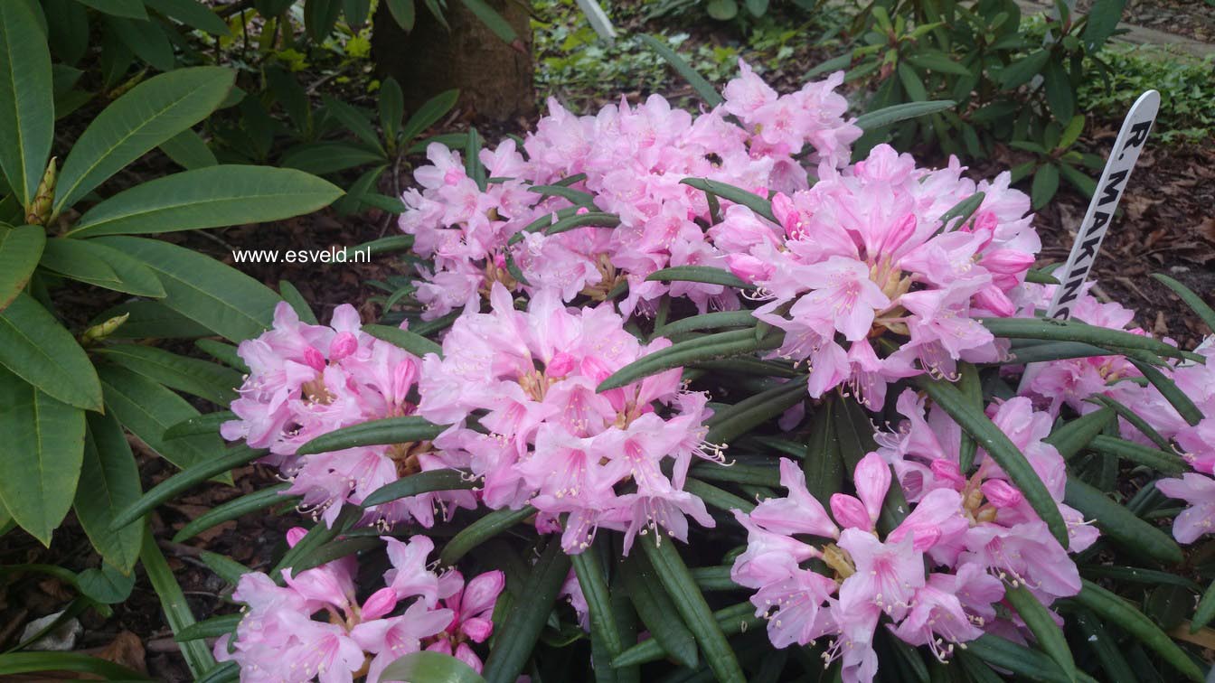 Rhododendron makinoi