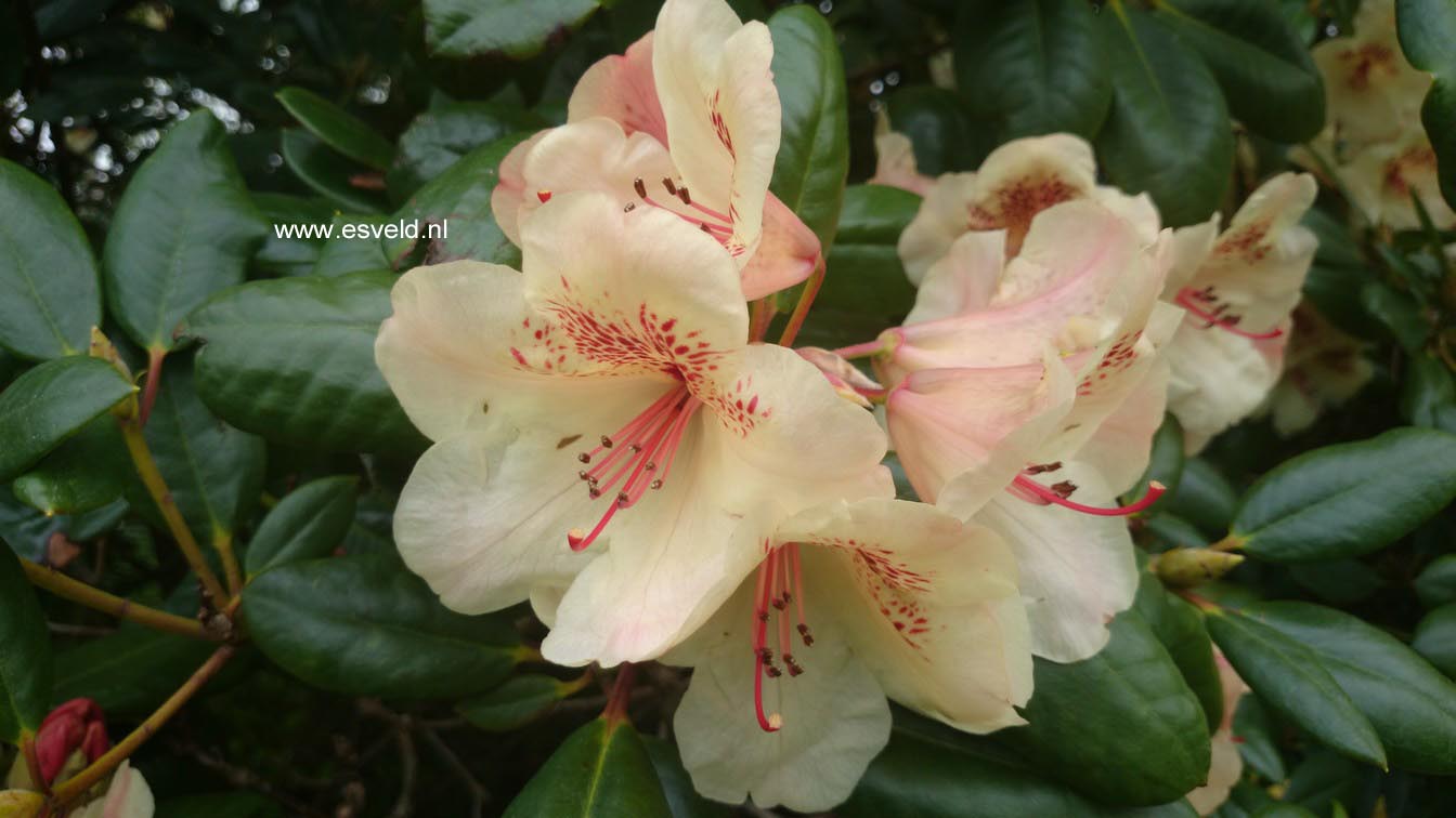 Rhododendron 'Viscy'