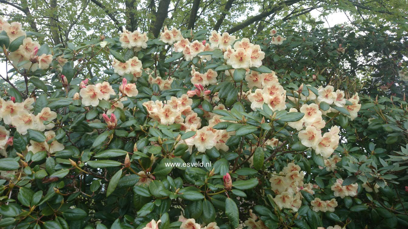 Rhododendron 'Viscy'