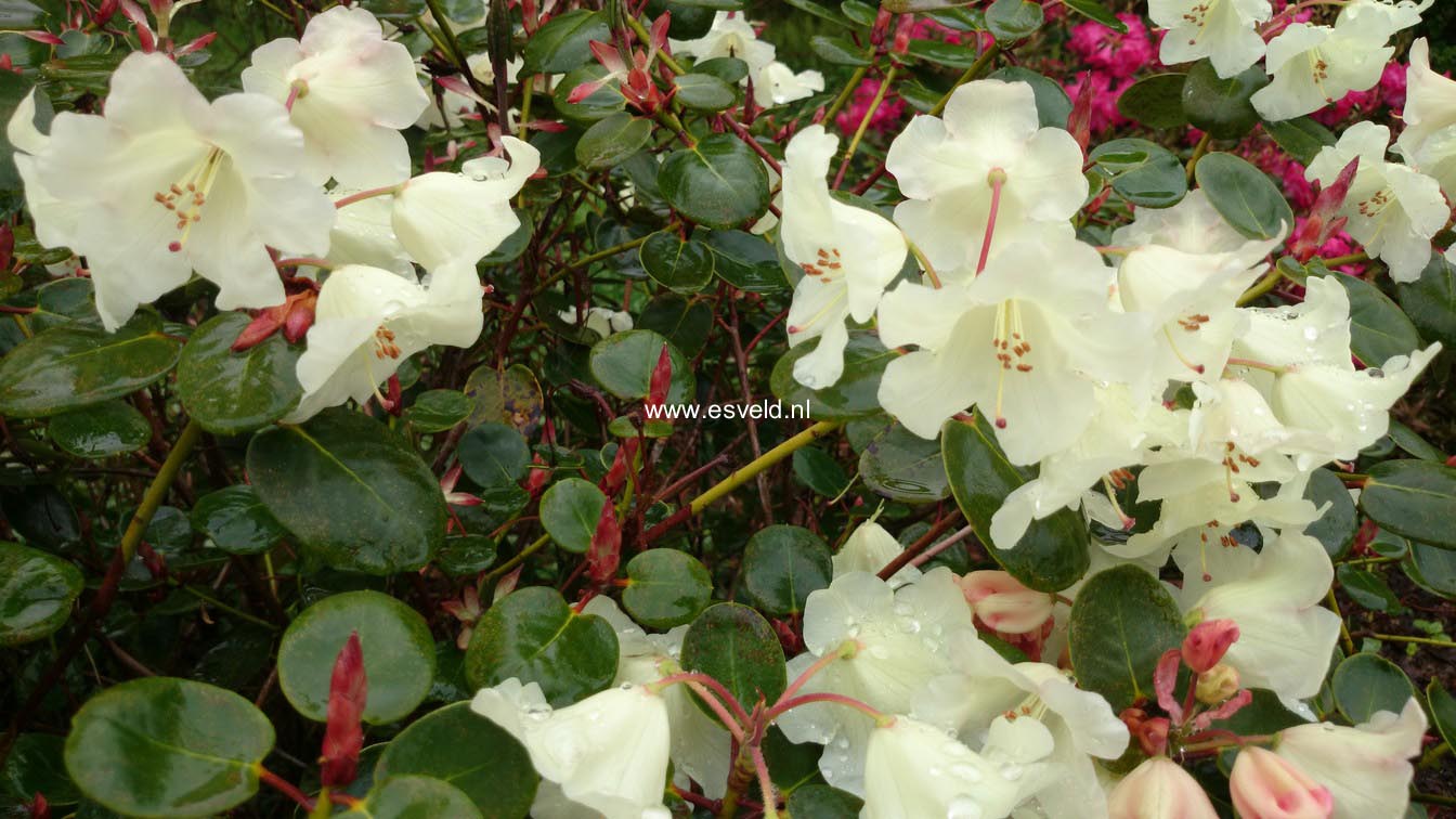 Rhododendron 'Cowslip'