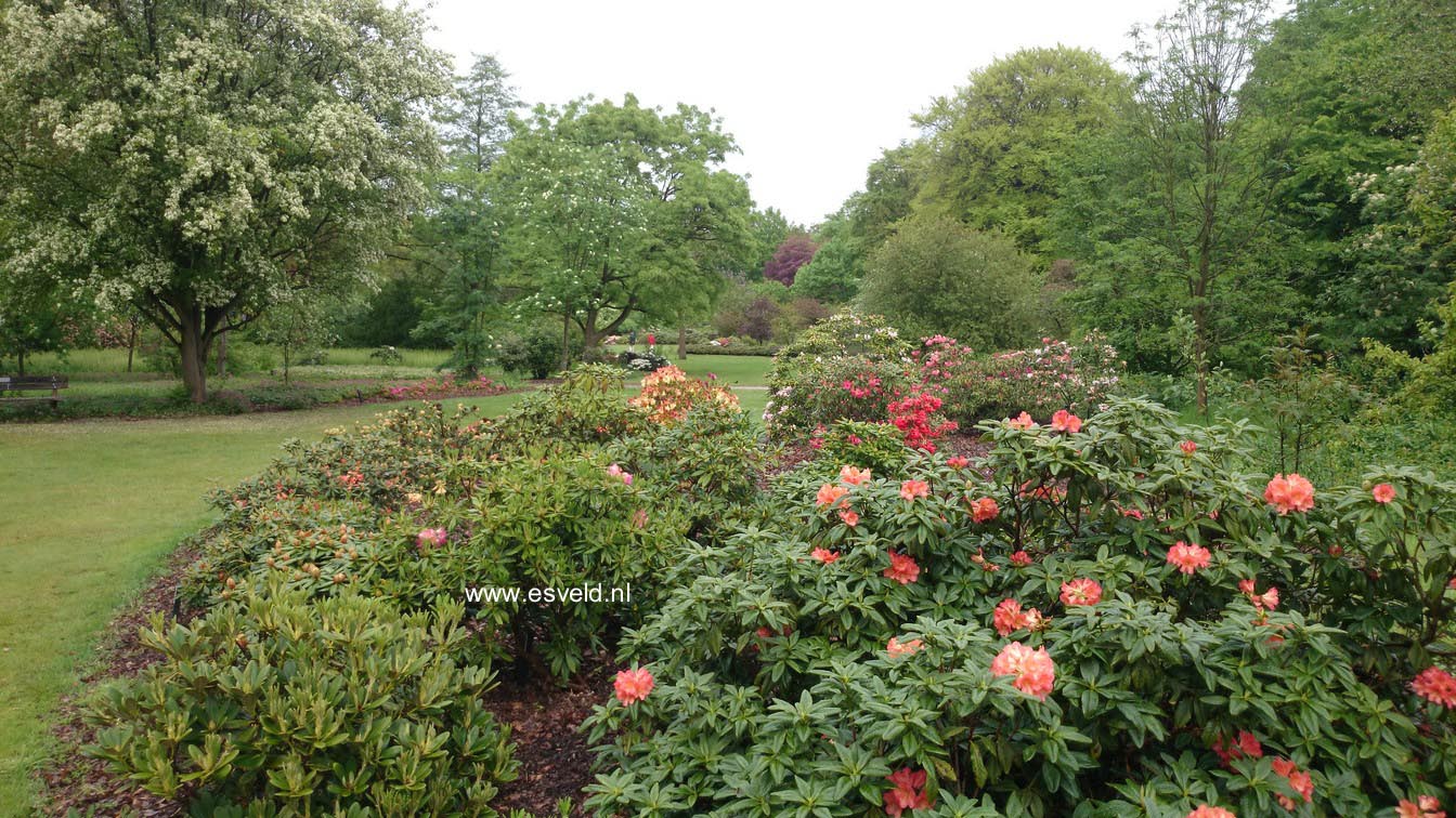 Rhododendron 'Orangengold'