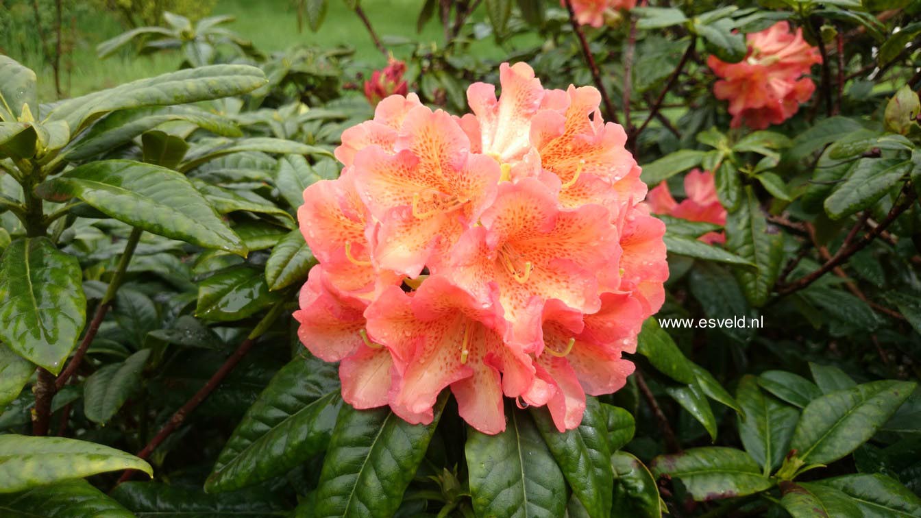 Rhododendron 'Orangengold'