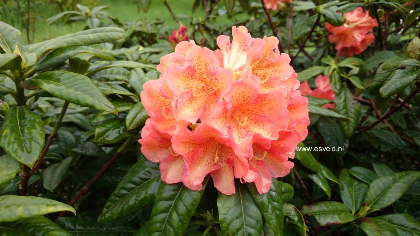 Rhododendron 'Orangengold'