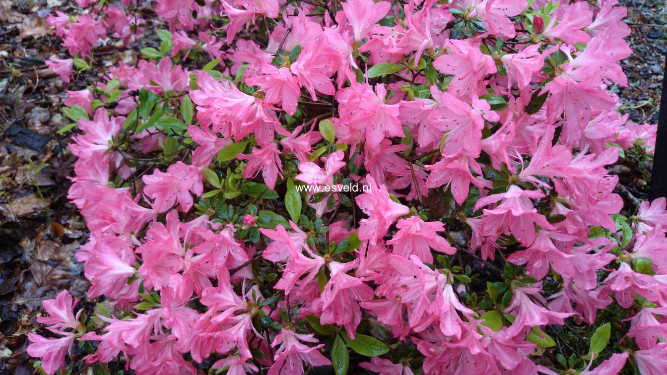 Azalea 'Blaauw's Pink'