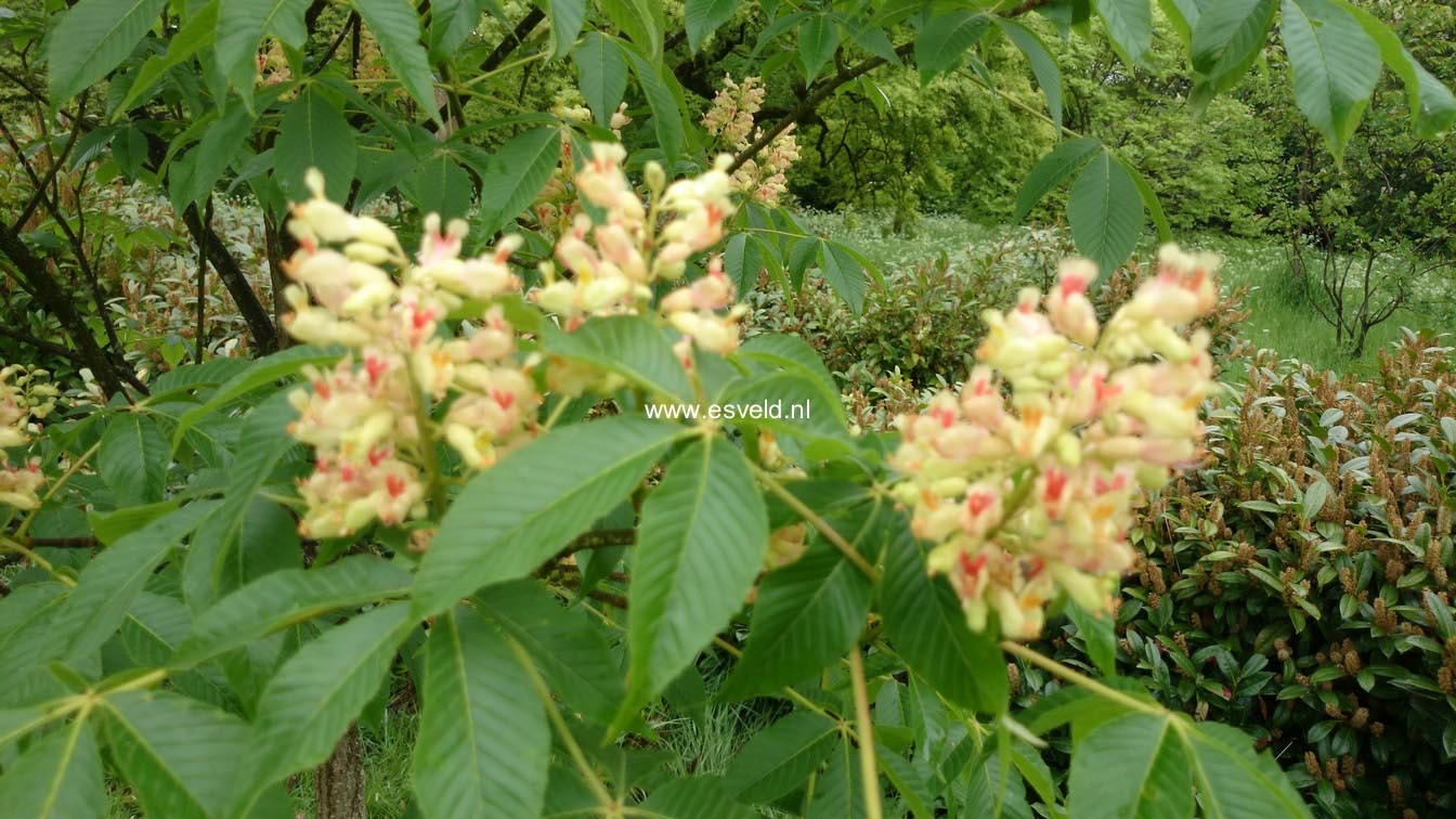 Aesculus flava