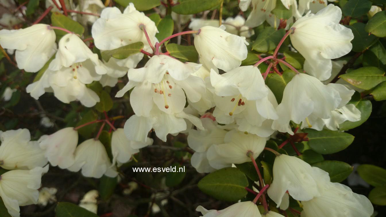 Rhododendron 'Cowslip'