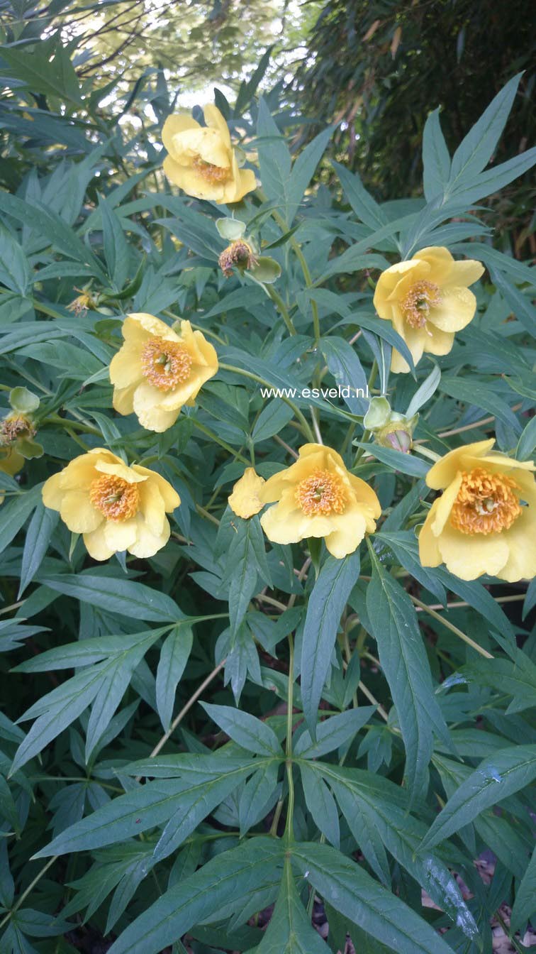 Paeonia lutea