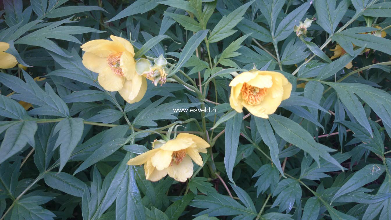 Paeonia lutea