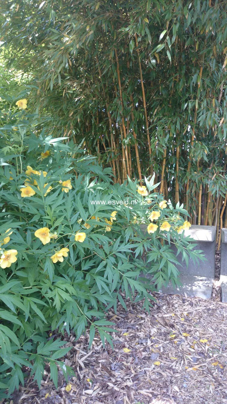 Paeonia lutea