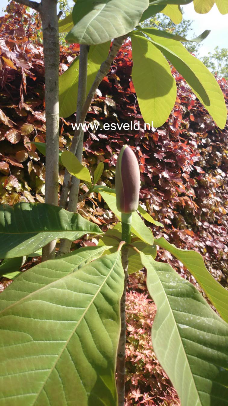 Magnolia officinalis