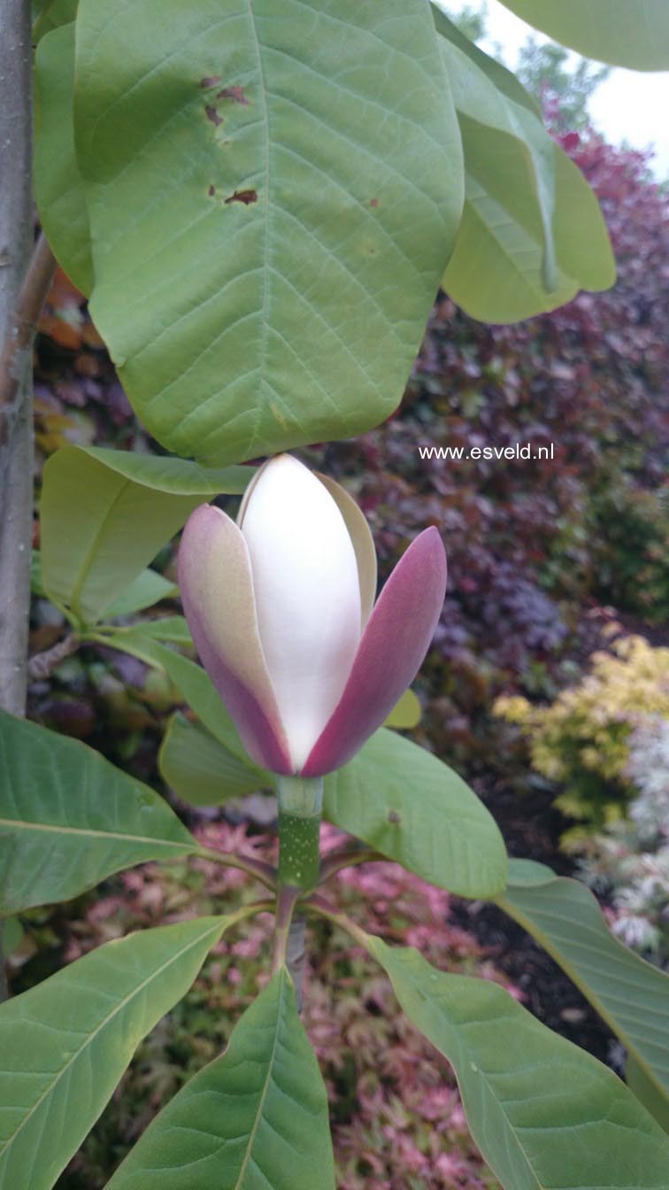 Magnolia officinalis