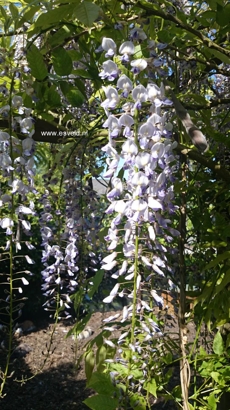 Wisteria floribunda