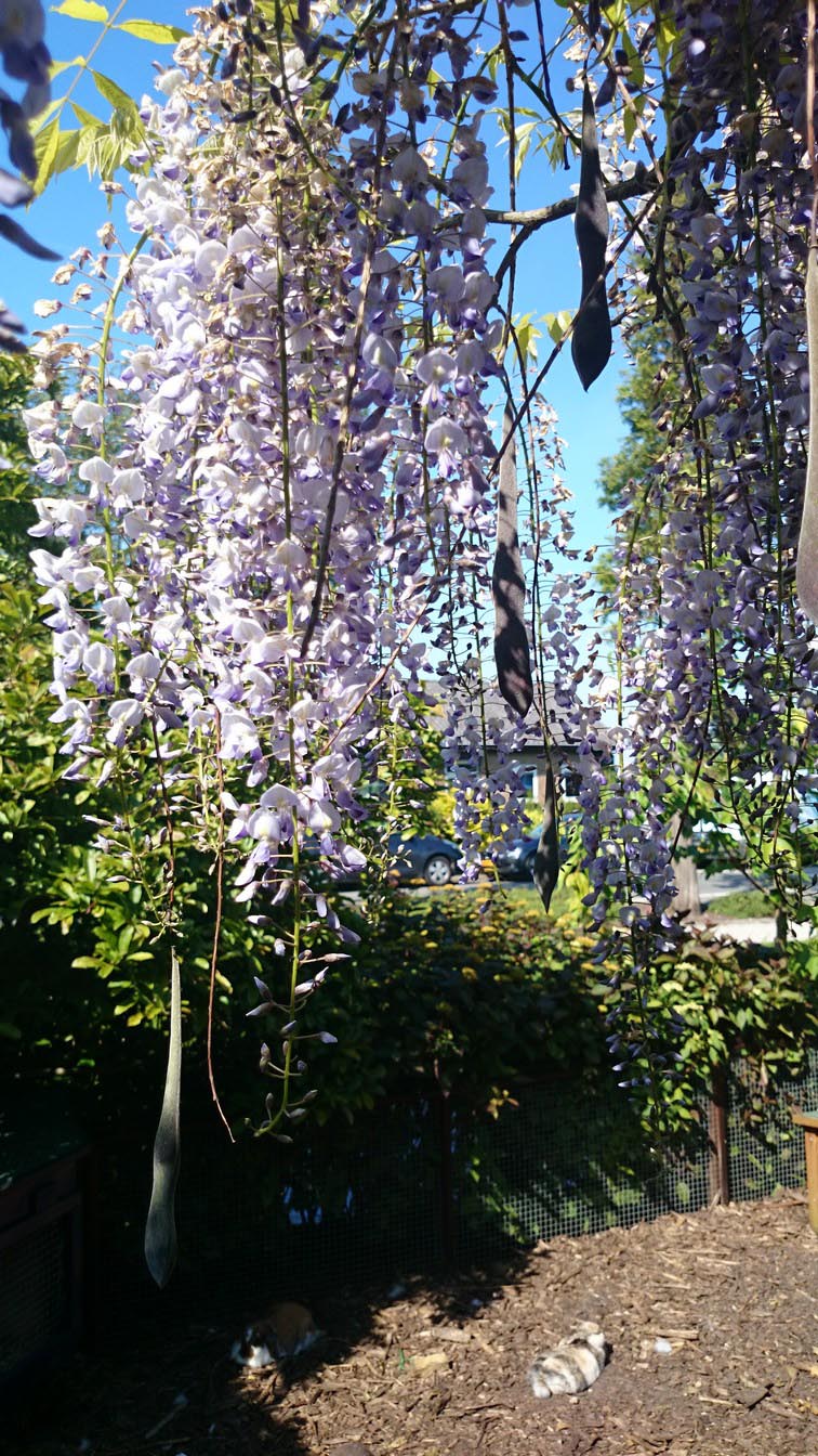 Wisteria floribunda