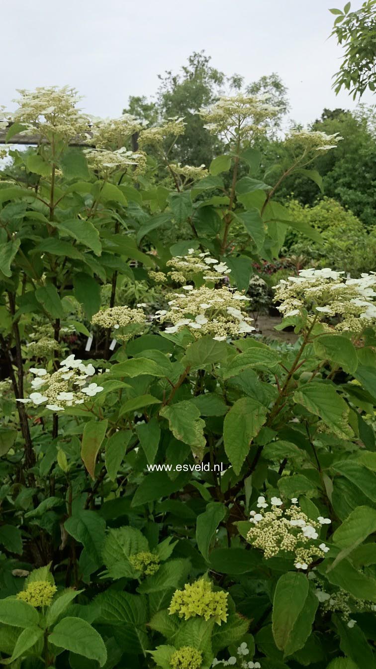 Hydrangea heteromalla 'June Pink'