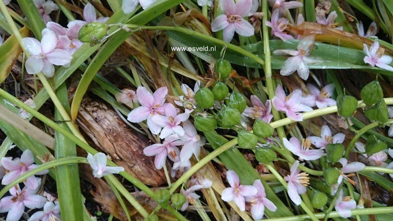 Styrax japonicus 'Pink Chimes'