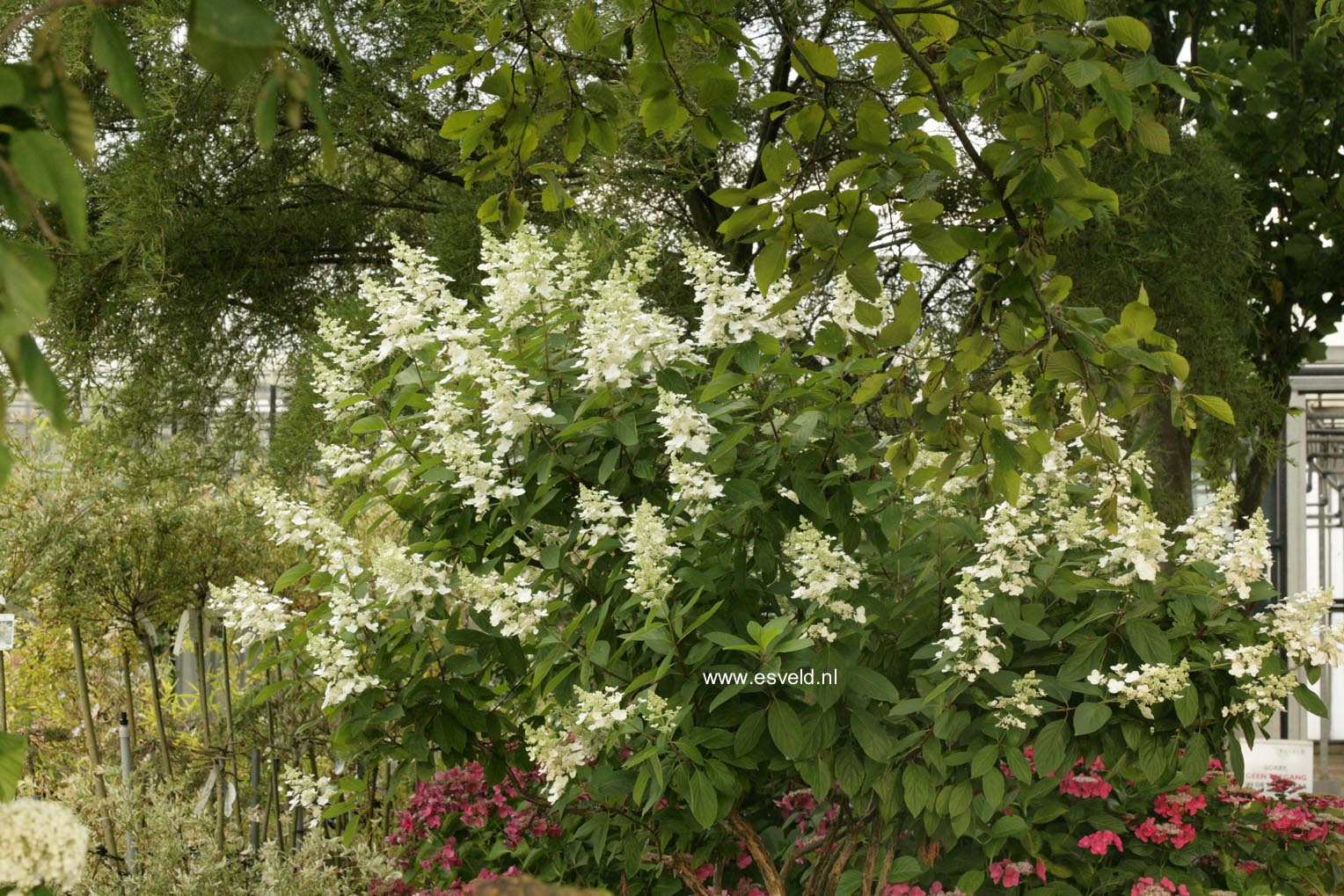 Hydrangea paniculata 'Tardiva'