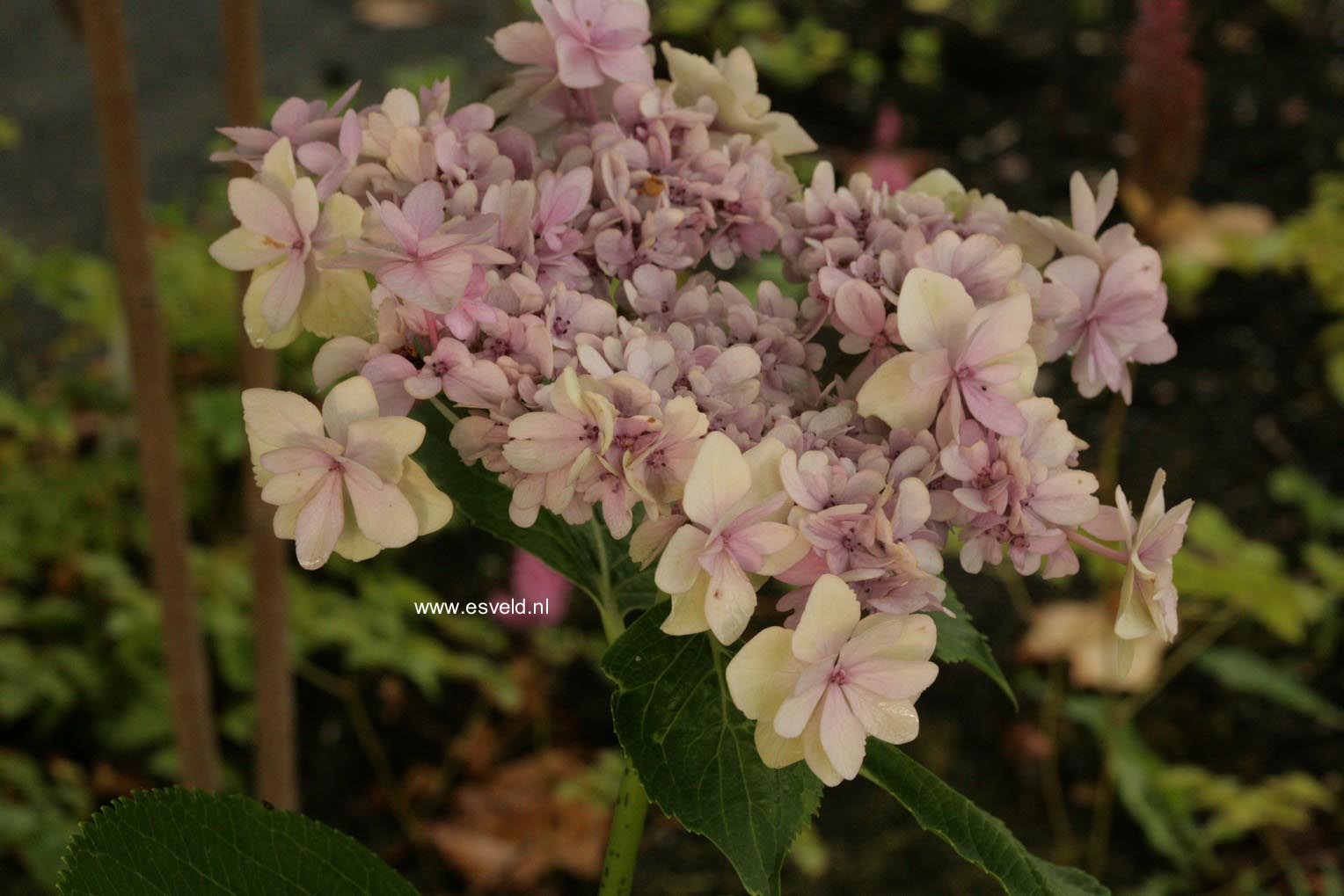 Hydrangea macrophylla 'Youmetwo' (ETERNITY)