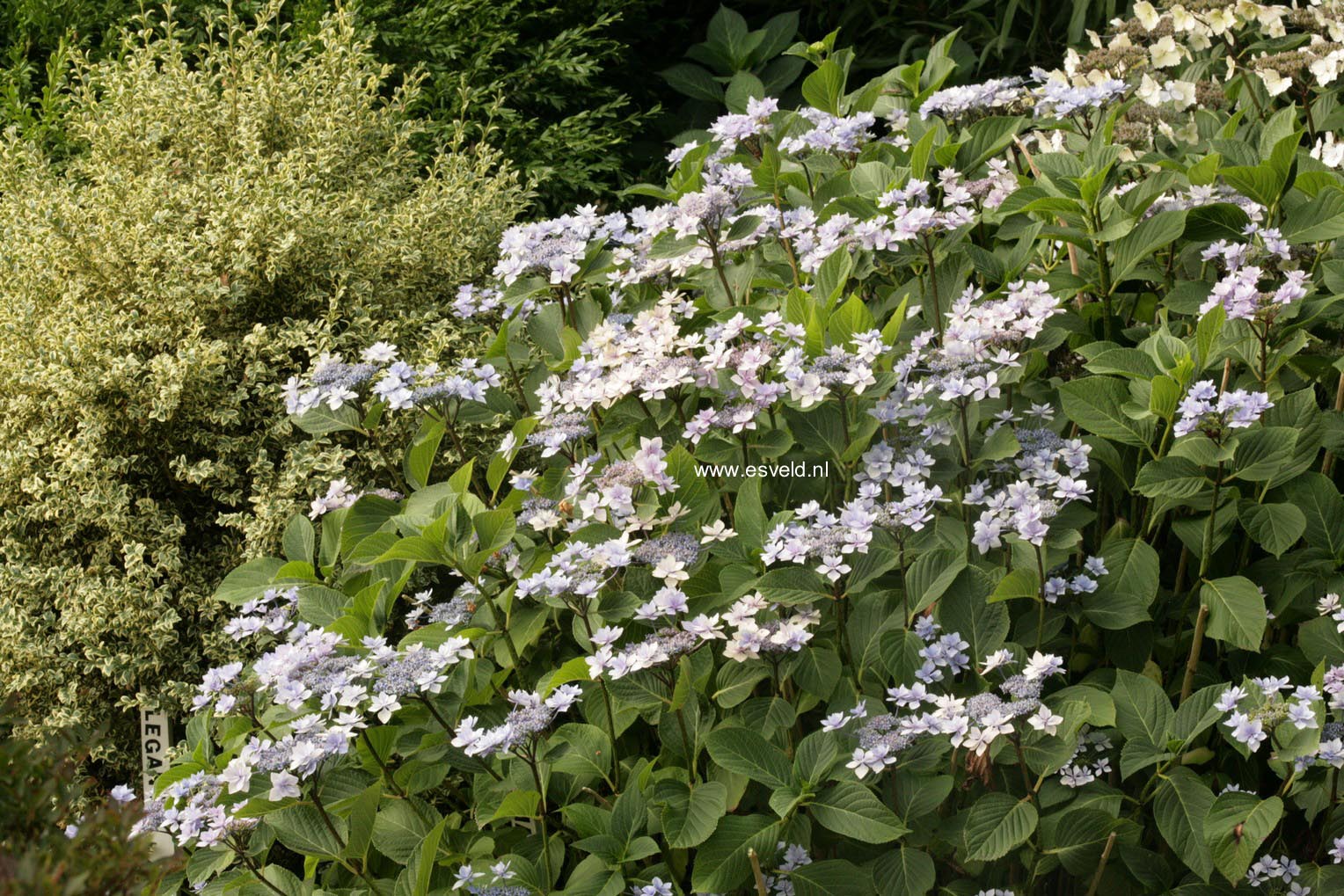 Hydrangea macrophylla 'Jogosaki'