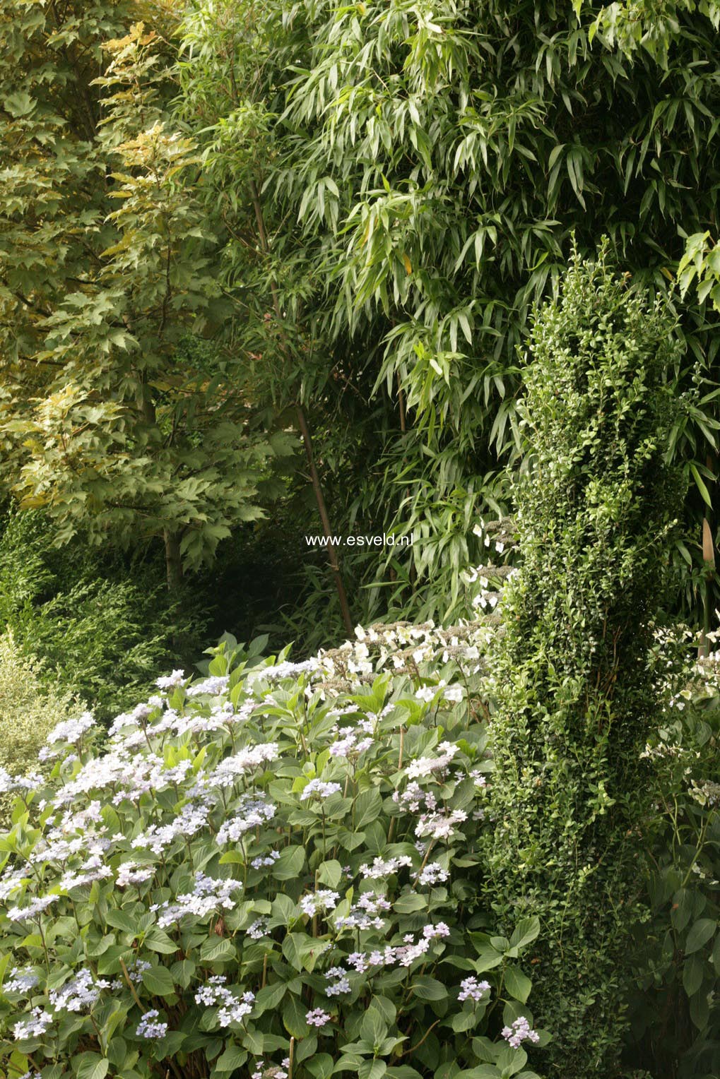 Buxus sempervirens 'Graham Blandy'