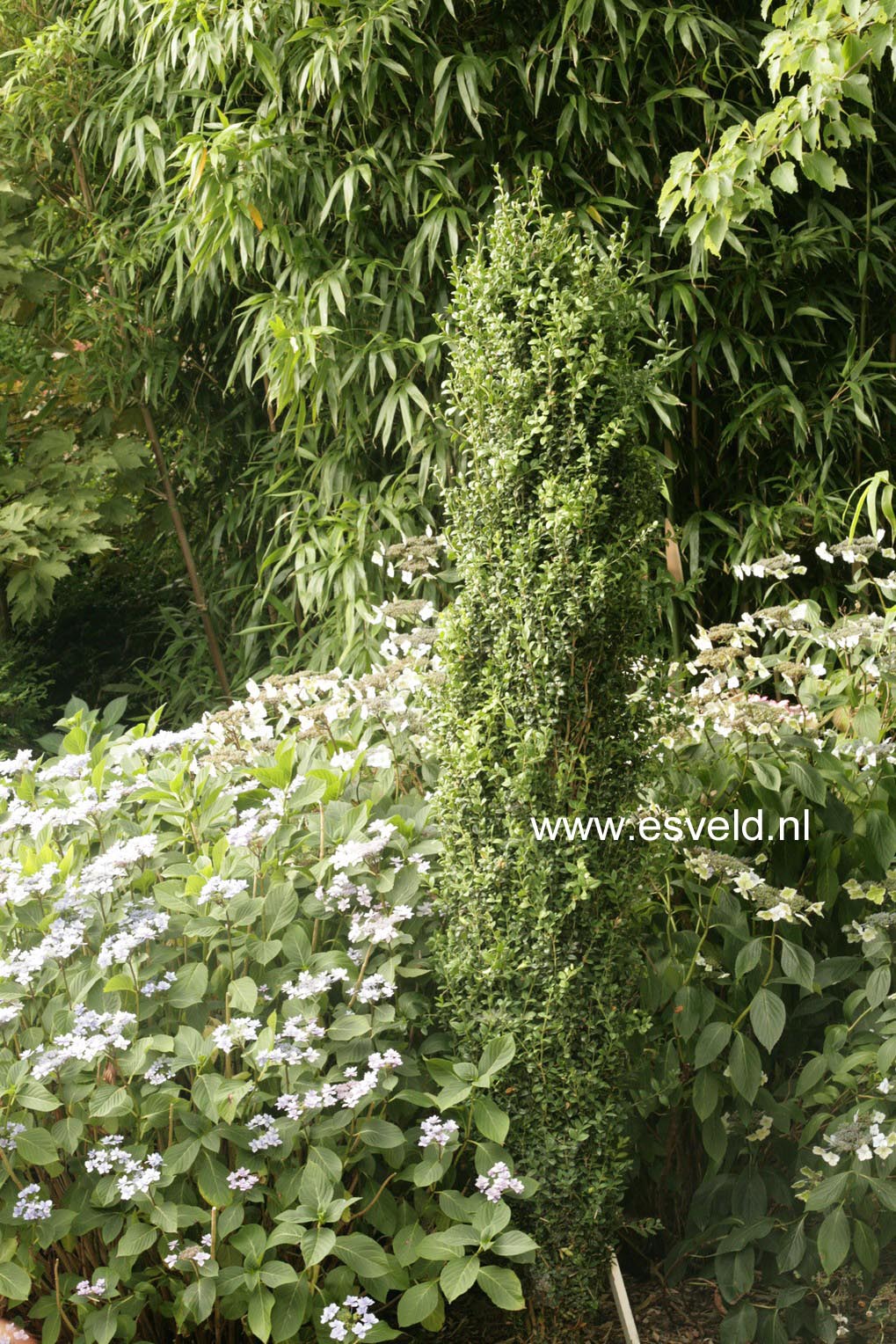 Buxus sempervirens 'Graham Blandy'