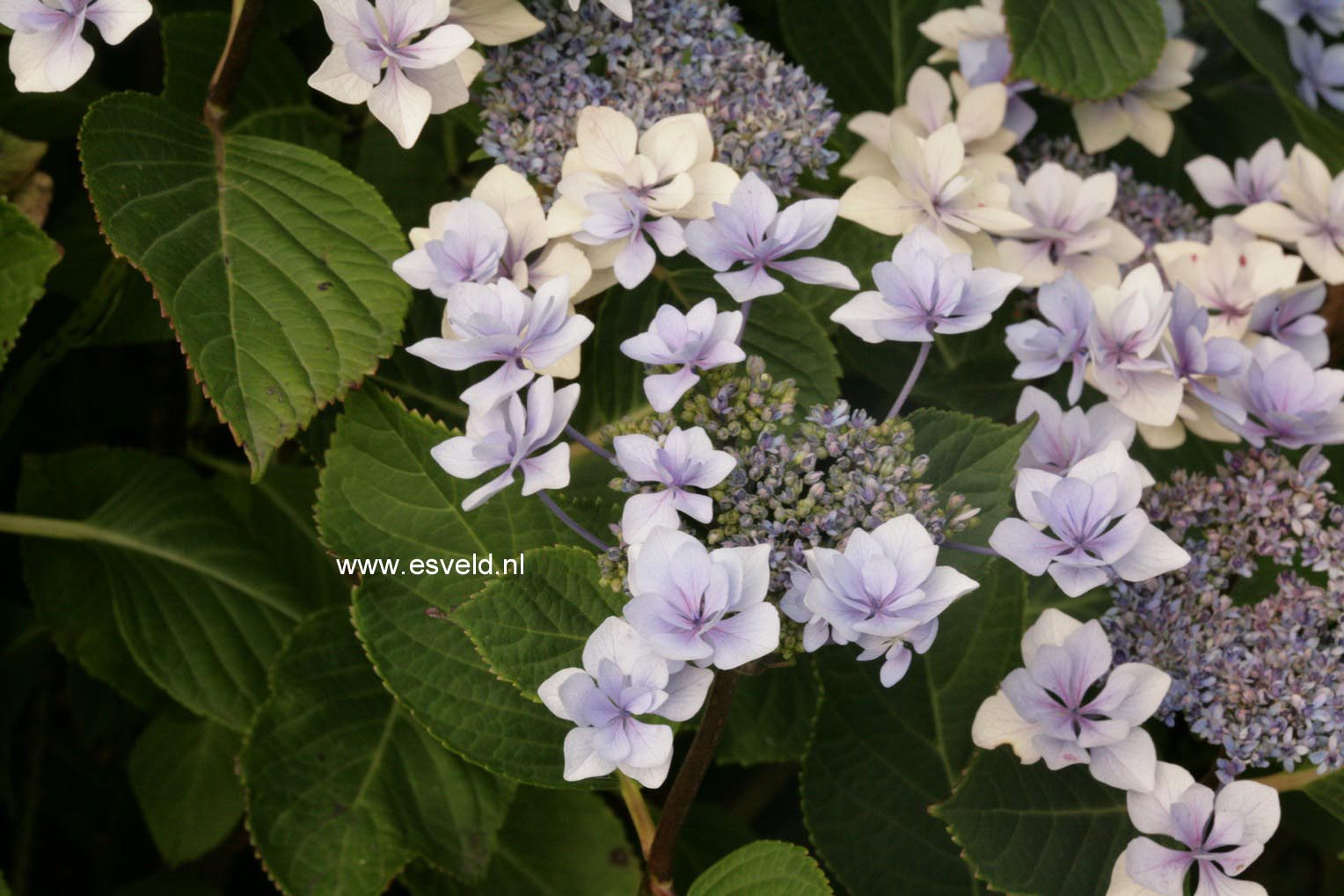 Hydrangea macrophylla 'Jogosaki'