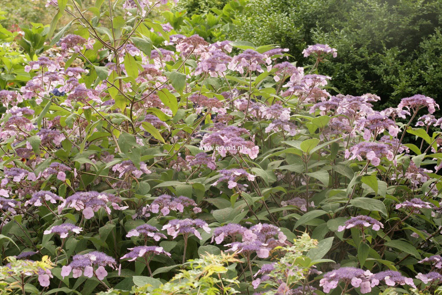 Hydrangea villosa 'Anthony Bullivant'