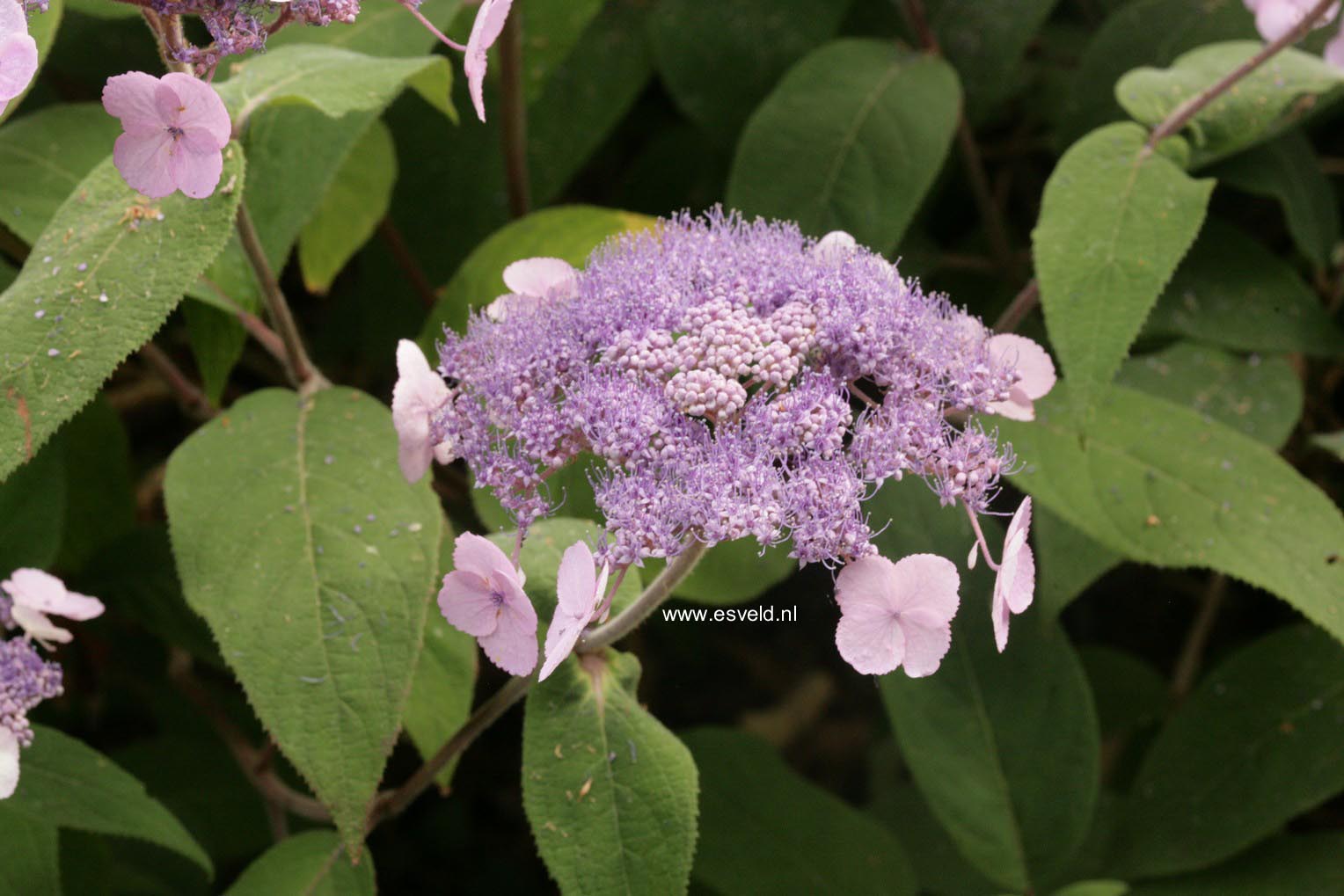 Hydrangea villosa 'Anthony Bullivant'