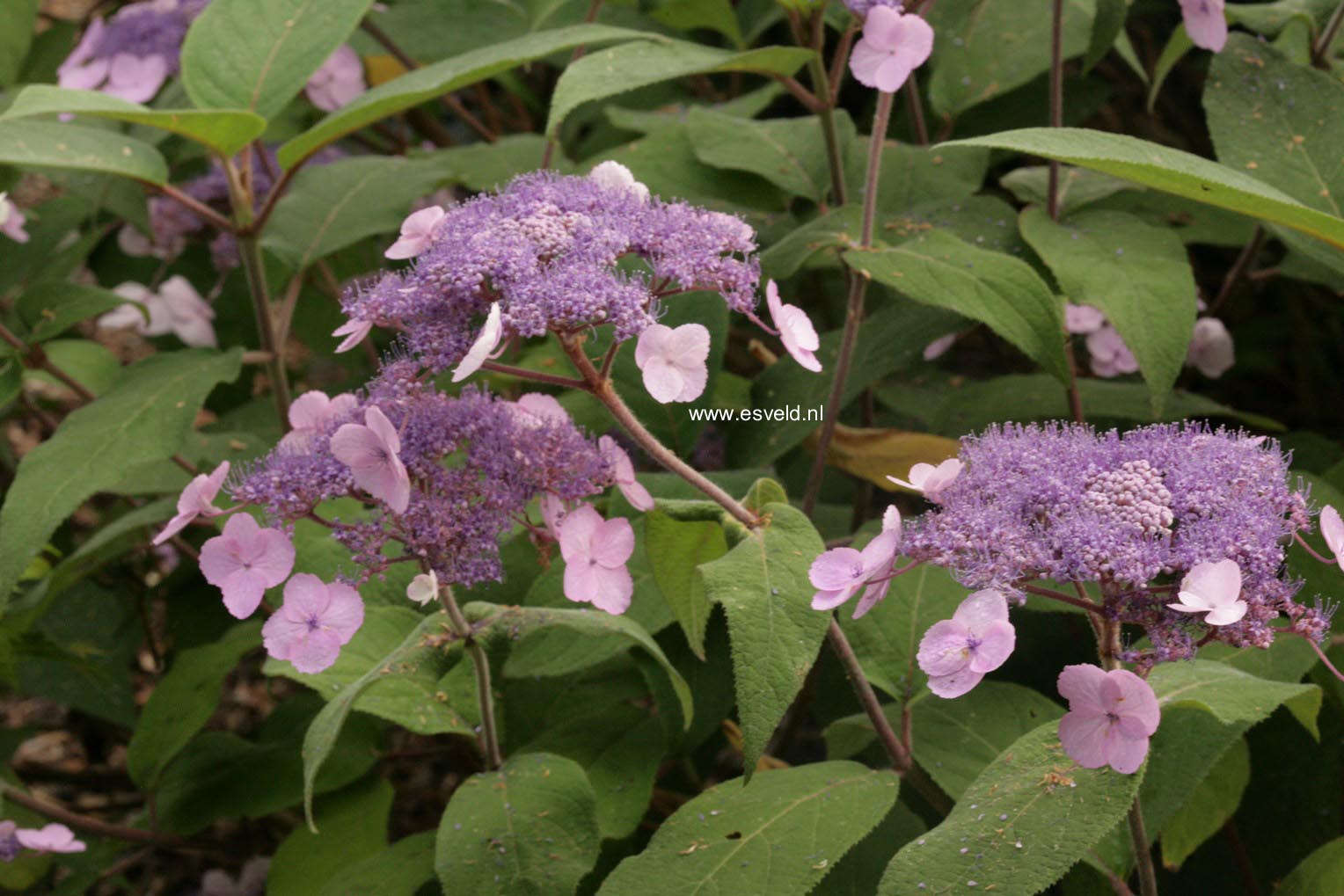 Hydrangea villosa 'Anthony Bullivant'