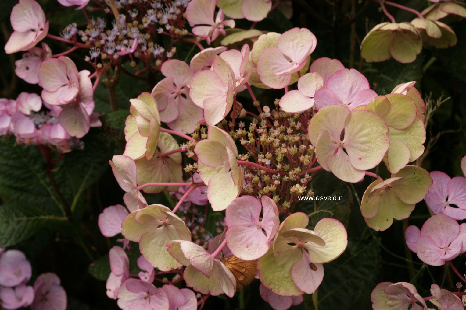 Hydrangea macrophylla 'Sheila'