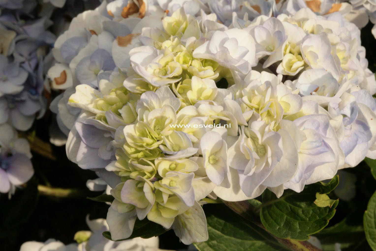 Hydrangea macrophylla 'Setzuka-yae' (syn. 'Domotoi')