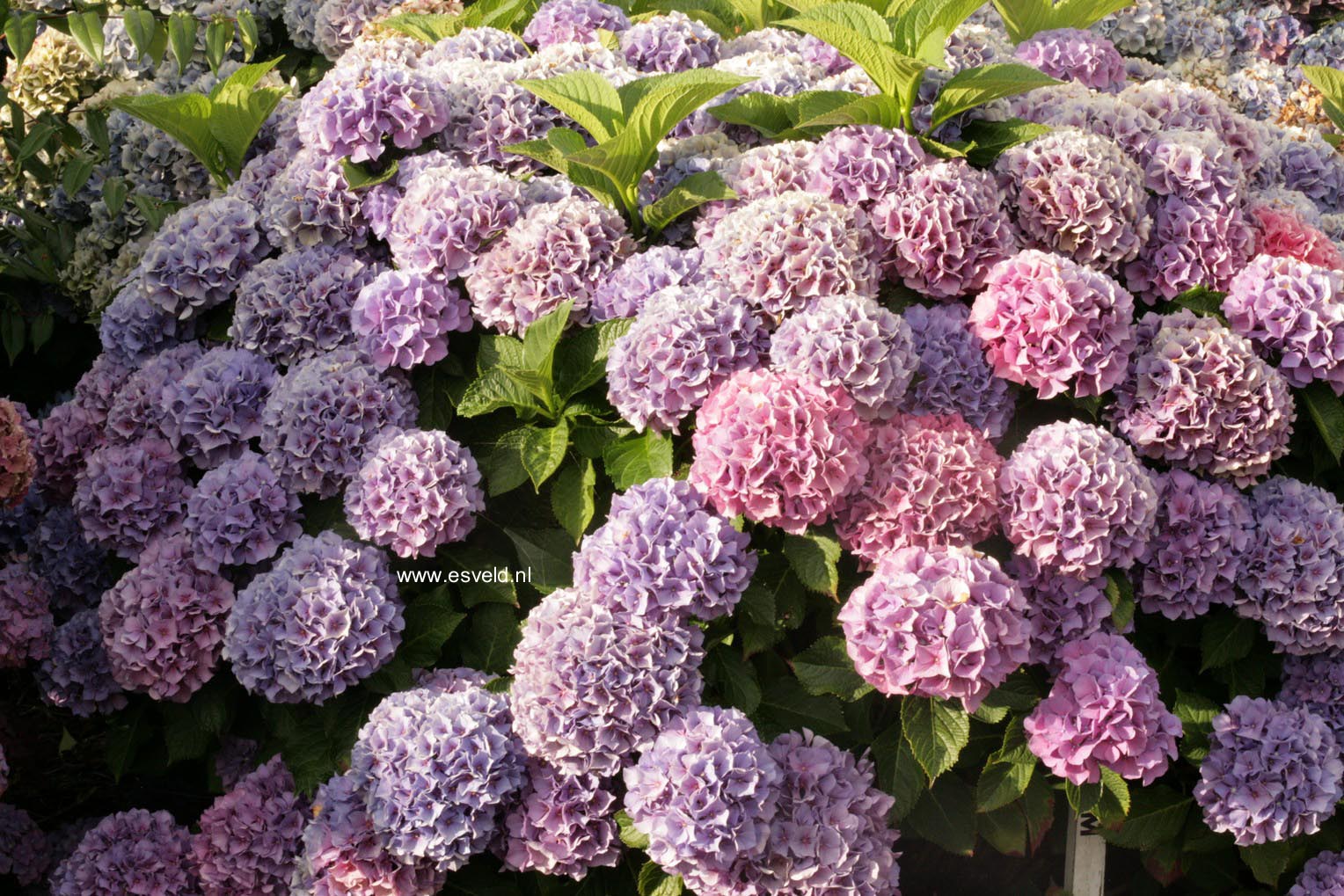 Hydrangea macrophylla 'Pink Dream'