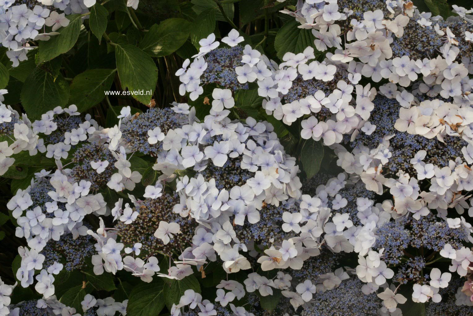 Hydrangea macrophylla 'Rosewarne Lace'