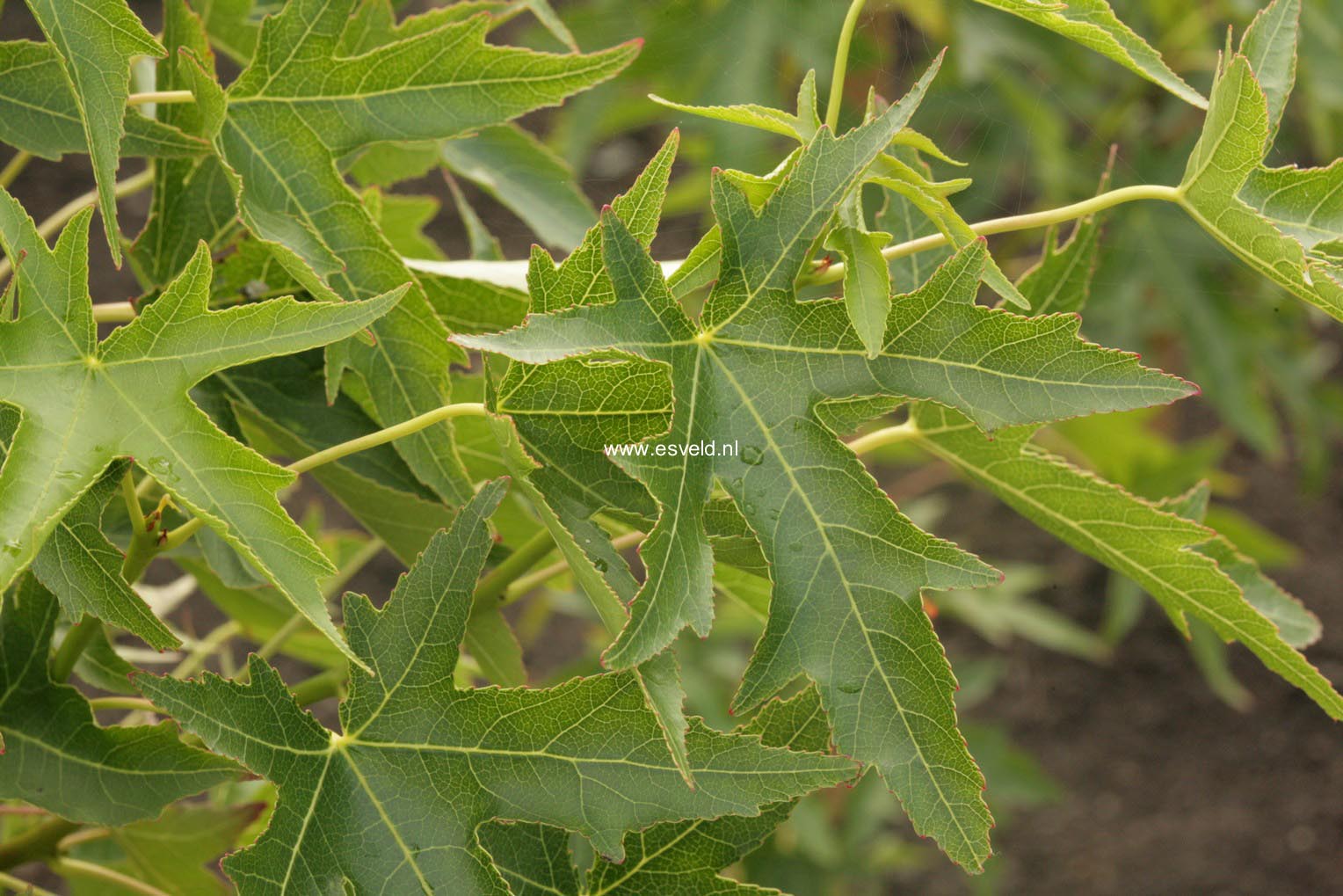 Liquidambar styraciflua 'Stared'