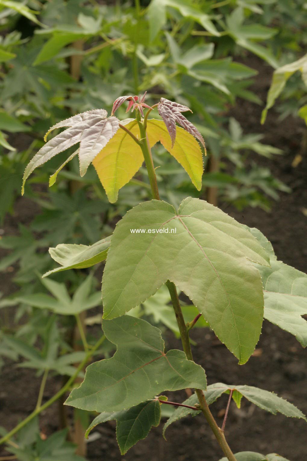 Liquidambar formosana monticola