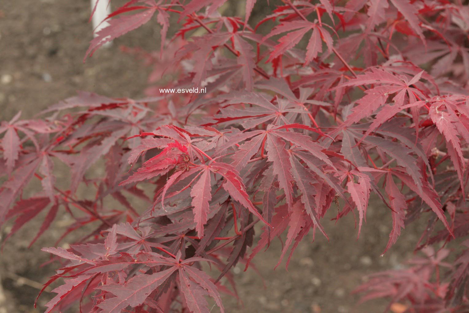 Acer palmatum 'Donzuru boh'