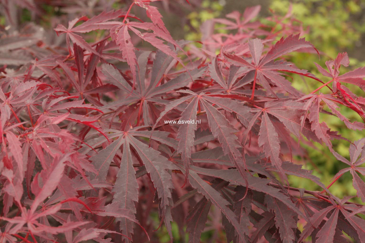 Acer palmatum 'Donzuru boh'