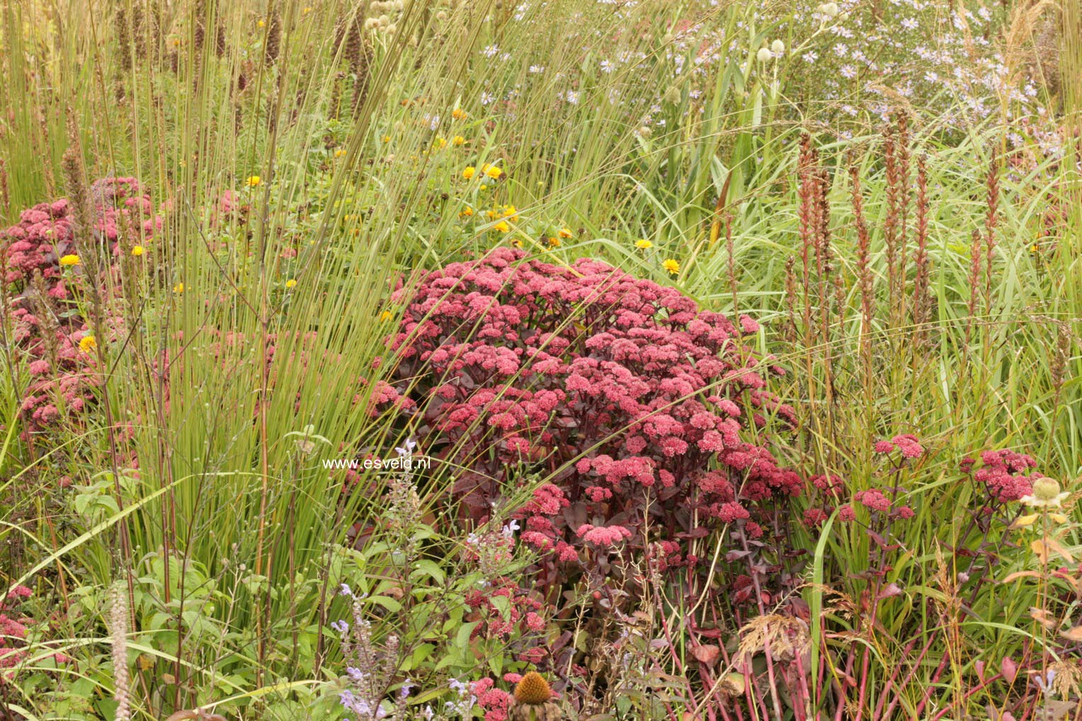 Sedum telephium 'Karfunkelstein'