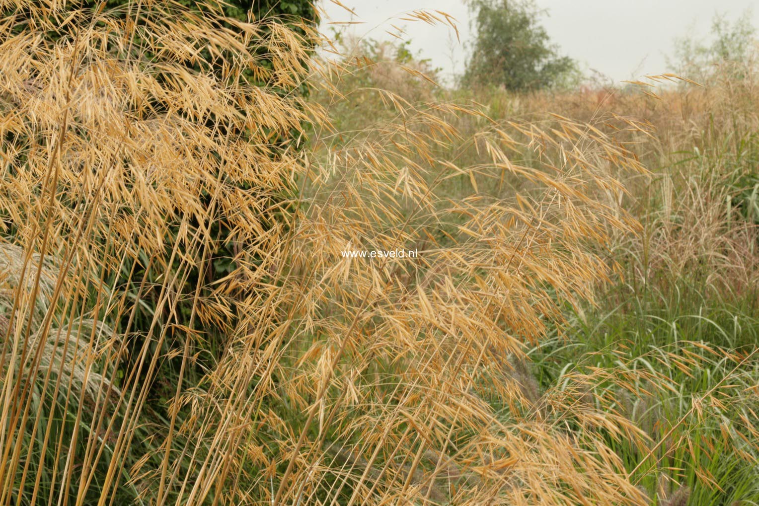 Stipa gigantea