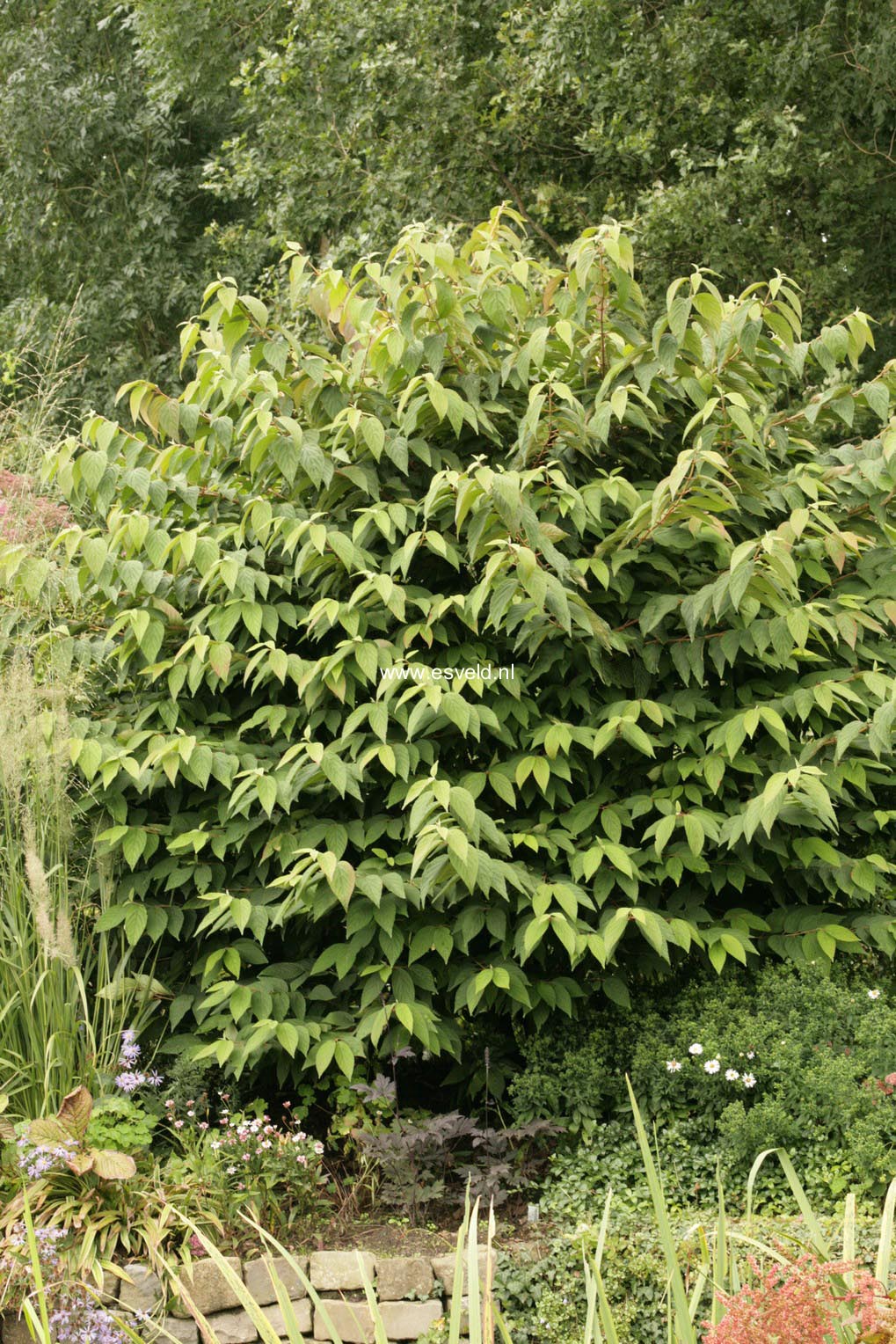 Viburnum plicatum tomentosum